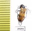 Mylabris mirzayani  Iran, Sistan prov. - INSECTS-STORE.RU