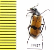 Hycleus schauffelei  Iran, Sistan prov. - INSECTS-STORE.RU