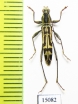 Rhaphuma sp.  Indonesia, Sumatra - INSECTS-STORE.RU