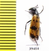 Hycleus schauffelei  Iran, Sistan prov. - INSECTS-STORE.RU