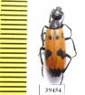 Mylabris mediorientalis  Jordan - INSECTS-STORE.RU
