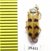 Hycleus pakistanus  Iran, Sistan prov. - INSECTS-STORE.RU