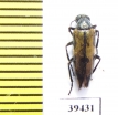 Mylabris lucens  Tajikistan - INSECTS-STORE.RU