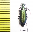 Lytta stygica  USA - INSECTS-STORE.RU
