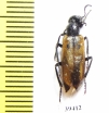 Meloidae sp.  Afghanistan - INSECTS-STORE.RU