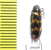 Mylabris excisofasciata  Tajikistan - INSECTS-STORE.RU