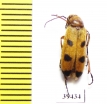 Euzonitis sexmaculata  Jordan - INSECTS-STORE.RU