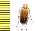 Zonitis ballioni  Tajikistan - INSECTS-STORE.RU