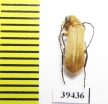 Meloidae sp.  Iran, Hormozgan prov. - INSECTS-STORE.RU