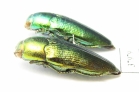 Sphenoptera tamarisci beckeri  Russia, Astrakhan reg. - INSECTS-STORE.RU