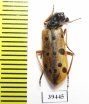 Mylabris sedecimpunctata  Kazakhstan - INSECTS-STORE.RU