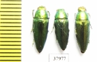 Sphenoptera tamarisci beckeri  Russia, Astrakhan reg. - INSECTS-STORE.RU