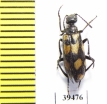 Mylabris impedita  Tajikistan - INSECTS-STORE.RU