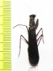 Mantodea sp.  Indonesia, Sumatra - INSECTS-STORE.RU