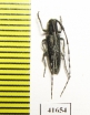 Agapanthia sp.  Turkey - INSECTS-STORE.RU