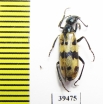Mylabris mongolica  Mongolia - INSECTS-STORE.RU