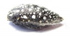 Julodis sulcicollis  South Africa Rep. - INSECTS-STORE.RU