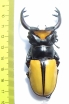 Odontolabis lacordairei  Indonesia, Sumatra 80mm - INSECTS-STORE.RU