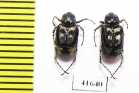 Valginae, Chromovalgus peyroni  Turkey - INSECTS-STORE.RU