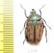 Daedycorrhina donckieri  Tanzania - INSECTS-STORE.RU
