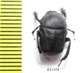Gymnopleurus mopsus  Russia, Ingushetia reg. - INSECTS-STORE.RU