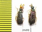 Cerocoma sp., pair  Turkey, Denizli prov. - INSECTS-STORE.RU