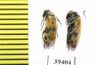 Mylabris flavohirta  Afghanistan - INSECTS-STORE.RU