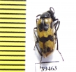 Mylabris crux  Tajikistan - INSECTS-STORE.RU