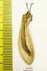 Myrmeleontidae sp.  Russia, Astrakhan reg. - INSECTS-STORE.RU