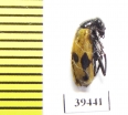 Mylabris quinqueplagiata  Afghanistan - INSECTS-STORE.RU