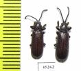 Chrysomelidae sp.  Thailand - INSECTS-STORE.RU