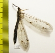 Myrmeleontidae sp.  Russia, Astrakhan reg. - INSECTS-STORE.RU