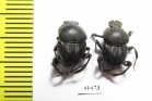 Sisyphus schaefferi  Turkey - INSECTS-STORE.RU