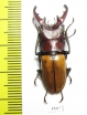 Cyclommatus pahangensis chiangmaiensis  Thailand  35mm - INSECTS-STORE.RU