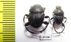 Sisyphus schaefferi  Turkey - INSECTS-STORE.RU