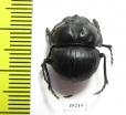 Glyphoderus centralis  Argentina - INSECTS-STORE.RU