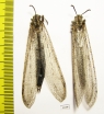 Myrmeleontidae sp., pair  Russia, Astrakhan reg. - INSECTS-STORE.RU