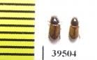 Aphodius kisilkumi  Kazakhstan - INSECTS-STORE.RU