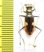 Hypaetha biramosa ssp.  Sri Lanka - INSECTS-STORE.RU