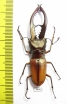 Cyclommatus tarandus  Indonesia, Kalimantan 55mm - INSECTS-STORE.RU