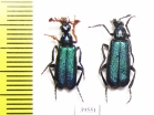Cerocoma sp., pair  Turkey, Van prov. - INSECTS-STORE.RU