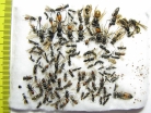 Hymenoptera sp.  Russia, N.Novgorod reg. - INSECTS-STORE.RU