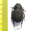 Pachyscelis villosa  Turkey - INSECTS-STORE.RU