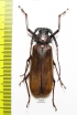 Macrotoma sp.  China, Guangdong prov.  42mm - INSECTS-STORE.RU