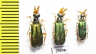 Cerocoma sp.  Turkey, Van prov. - INSECTS-STORE.RU