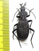 Tefflus sp.  Zambia - INSECTS-STORE.RU