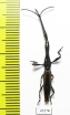 Brentidae sp.  Peru - INSECTS-STORE.RU