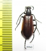 Lydus sp.  Turkey, Van prov. - INSECTS-STORE.RU