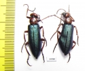Muzimes sp.  Turkey, Van prov. - INSECTS-STORE.RU