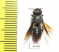 Hymenoptera sp.  South Africa Rep. - INSECTS-STORE.RU